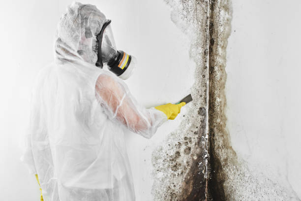 Best Forensic Mold Investigation  in Stepney, CT