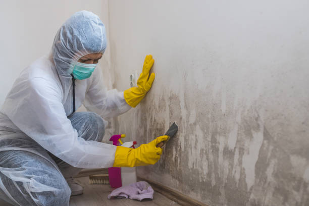 Environmental Consulting for Mold Prevention in Stepney, CT