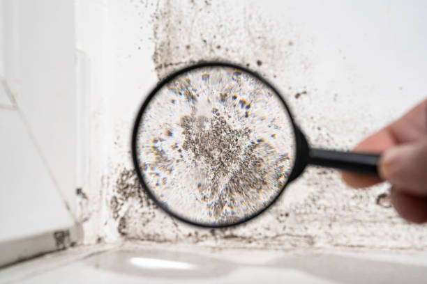 Mold Odor Removal Services in Stepney, CT